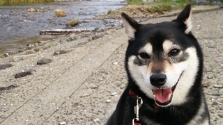 犬の散歩の必需品だと思う、おすすめ便利グッズ３つ