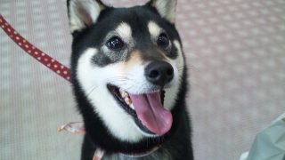 私が「柴犬が可愛い」と思う3つのポイント